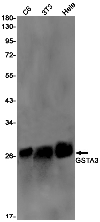 GSTA3 Rabbit mAb[52325]