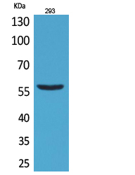 CD276 Polyclonal Antibody[4169