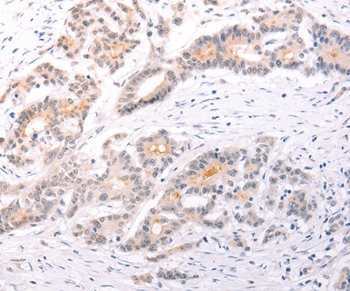 TRAF3IP1 Antibody[35968]