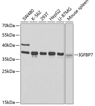 IGFBP7 antibody[38522]