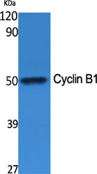 Cyclin B1 Polyclonal Antibody[