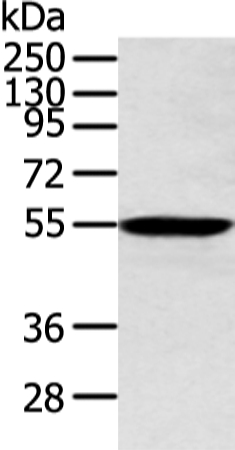 ALDH2 Antibody[43248]