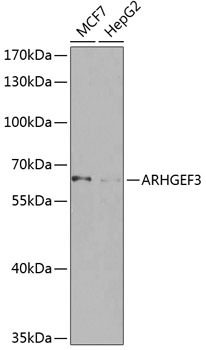 ARHGEF3 Rabbit Polyclonal Anti