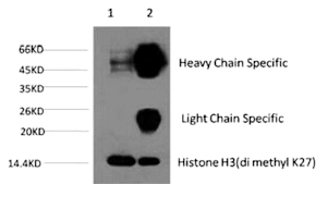 Histone H3 (Di-Methyl-Lys27) M
