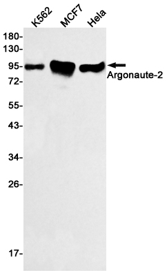 Argonaute 2 Rabbit mAb[52156]
