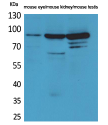 Hrs Polyclonal Antibody[41566]