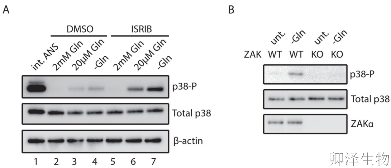 【核糖体碰撞-经典研究】 |细胞中的
