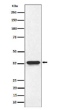 NMI Antibody[57171]