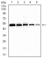 His Tag Mouse mAb[63727]