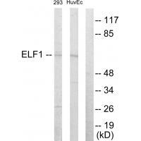 ELF1 Antibody[33750]