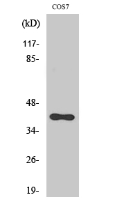 SR-1F Polyclonal Antibody[4145