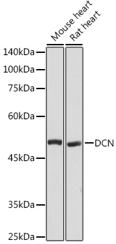 DCN Polyclonal Antibody[29199]