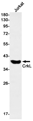 CrkL Rabbit mAb[52744]