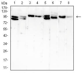 BRAF Mouse mAb[63163]