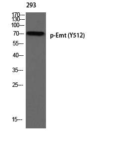 ITK (Phospho-Tyr512) Antibody[