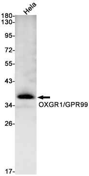 OXGR1 Rabbit mAb[52028]