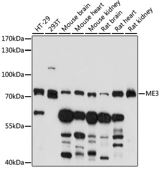 ME3 Rabbit Polyclonal Antibody