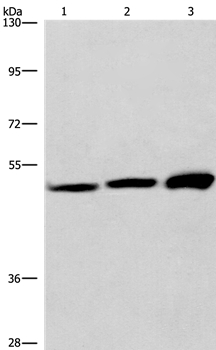 VWA5A Antibody[36278]