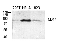 CD44 Polyclonal Antibody[40702