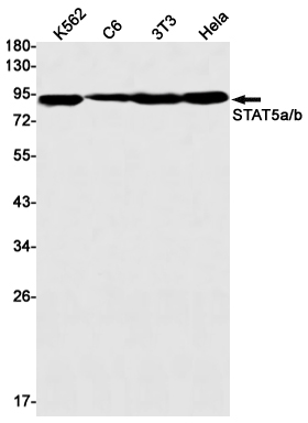 STAT5 Rabbit mAb[52596]