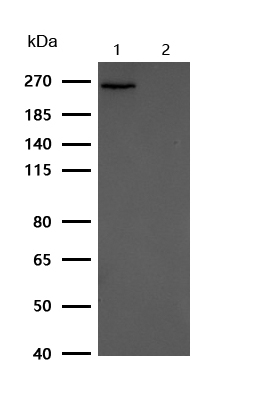 CSPG4 Rabbit mAb[59290]