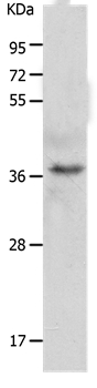 C1QTNF5 Antibody[36979]