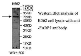 FARP2 Antibody[40048]