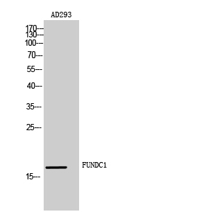 FUNDC1 Polyclonal Antibody[487