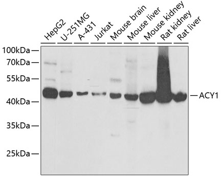 ACY1 antibody[38839]