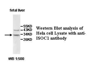 ISOC1 Antibody[39606]