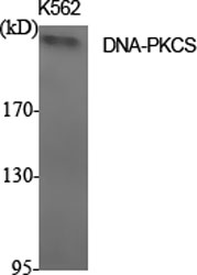 DNA-PKCS Polyclonal Antibody[4