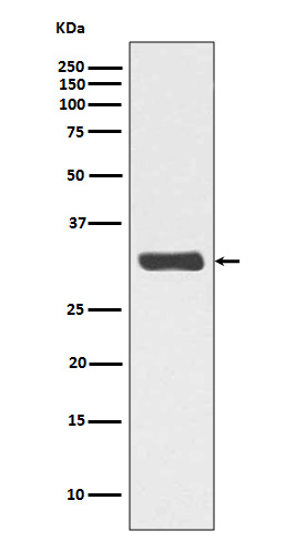RPA2 (Phospho-Thr21) Rabbit mA