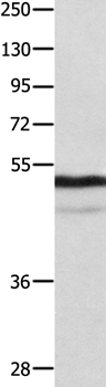 NAP1L1 Antibody[35831]
