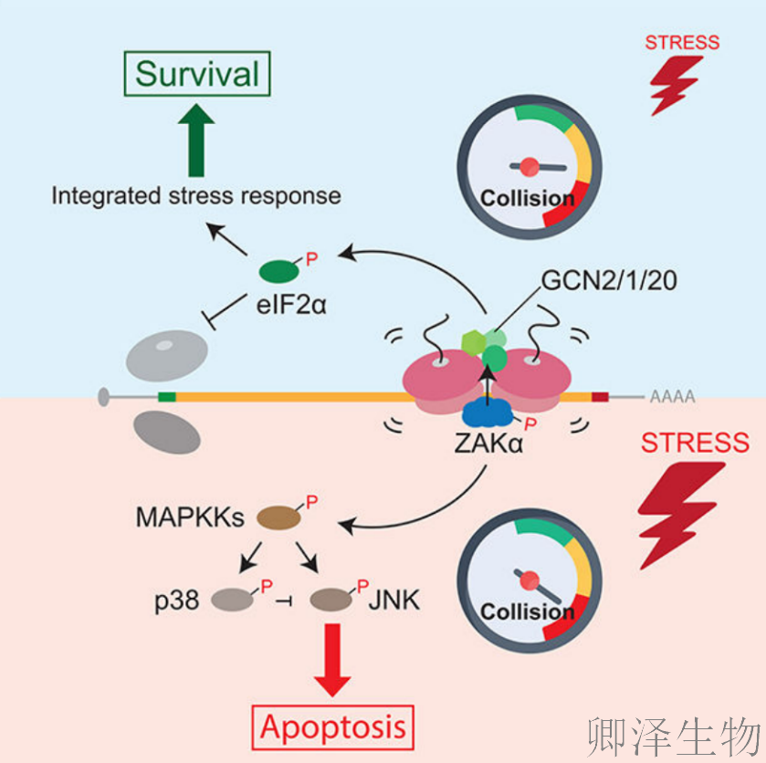 【核糖体碰撞-经典研究】 |细胞中的