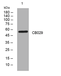 CB029 rabbit pAb[44261]