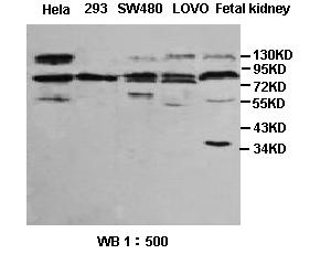 Sp4 Antibody[39391]