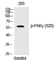 PAKγ (Phospho-Ser20) Polyclona
