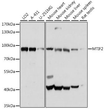 MTIF2 Rabbit Polyclonal Antibo
