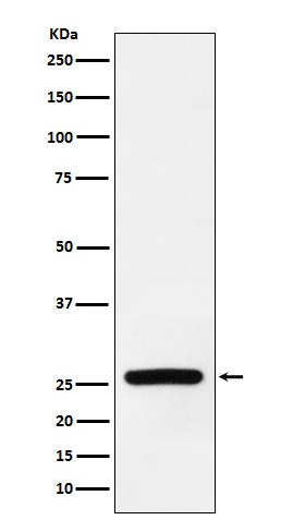 Superoxide Dismutase 3 Rabbit 