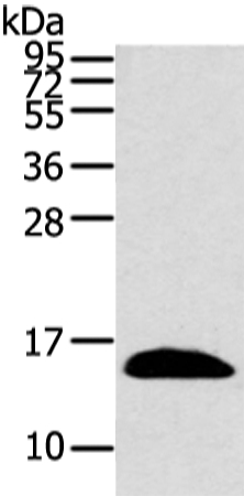 PPIL1 Antibody[43322]