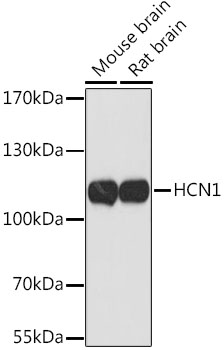 HCN1 Rabbit Polyclonal Antibod