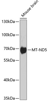 MT-ND5 Rabbit Polyclonal Antib