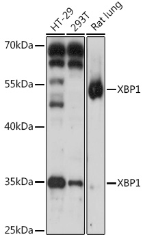 XBP1 Rabbit Polyclonal Antibod