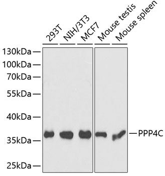 PPP4C Rabbit Polyclonal Antibo