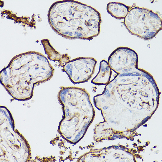 THBD Rabbit Polyclonal Antibod