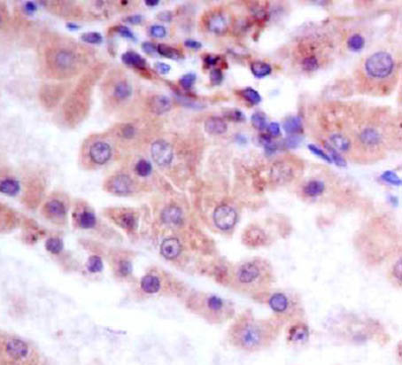 GSK3β(Phospho-Ser9) Rabbit mAb