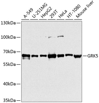 GRK5 Rabbit Polyclonal Antibod