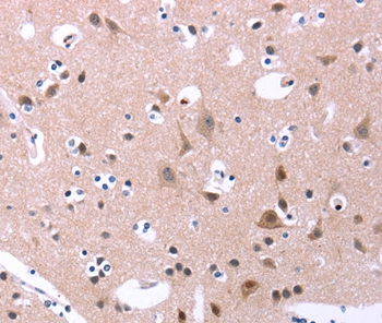 ORAI1 Antibody[37133]