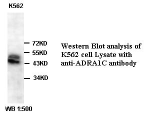 ADRA1C Antibody[39387]