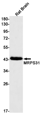 MRPS31 Rabbit mAb[52433]